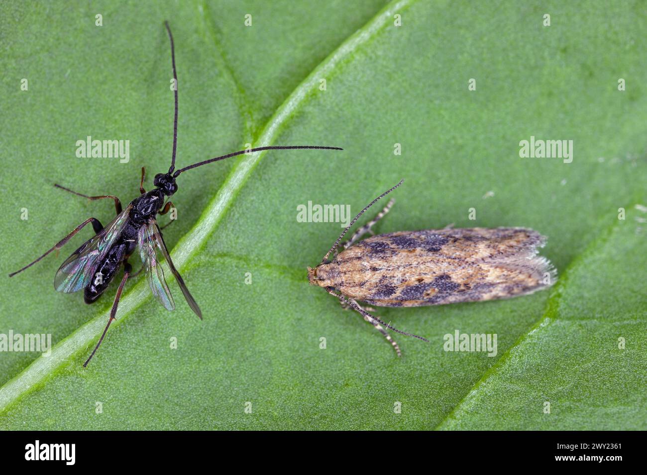 Wasp parasitizing caterpillar hi-res stock photography and images - Alamy