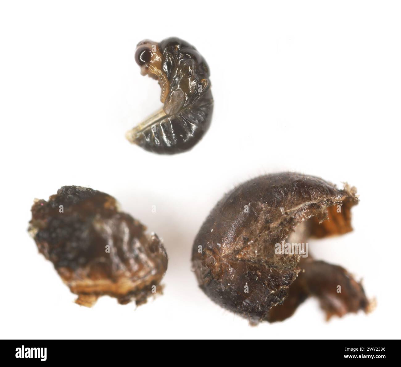 Parasitoid, the pupa of a parasitic wasp taken from inside the Cinara aphid. Stock Photo