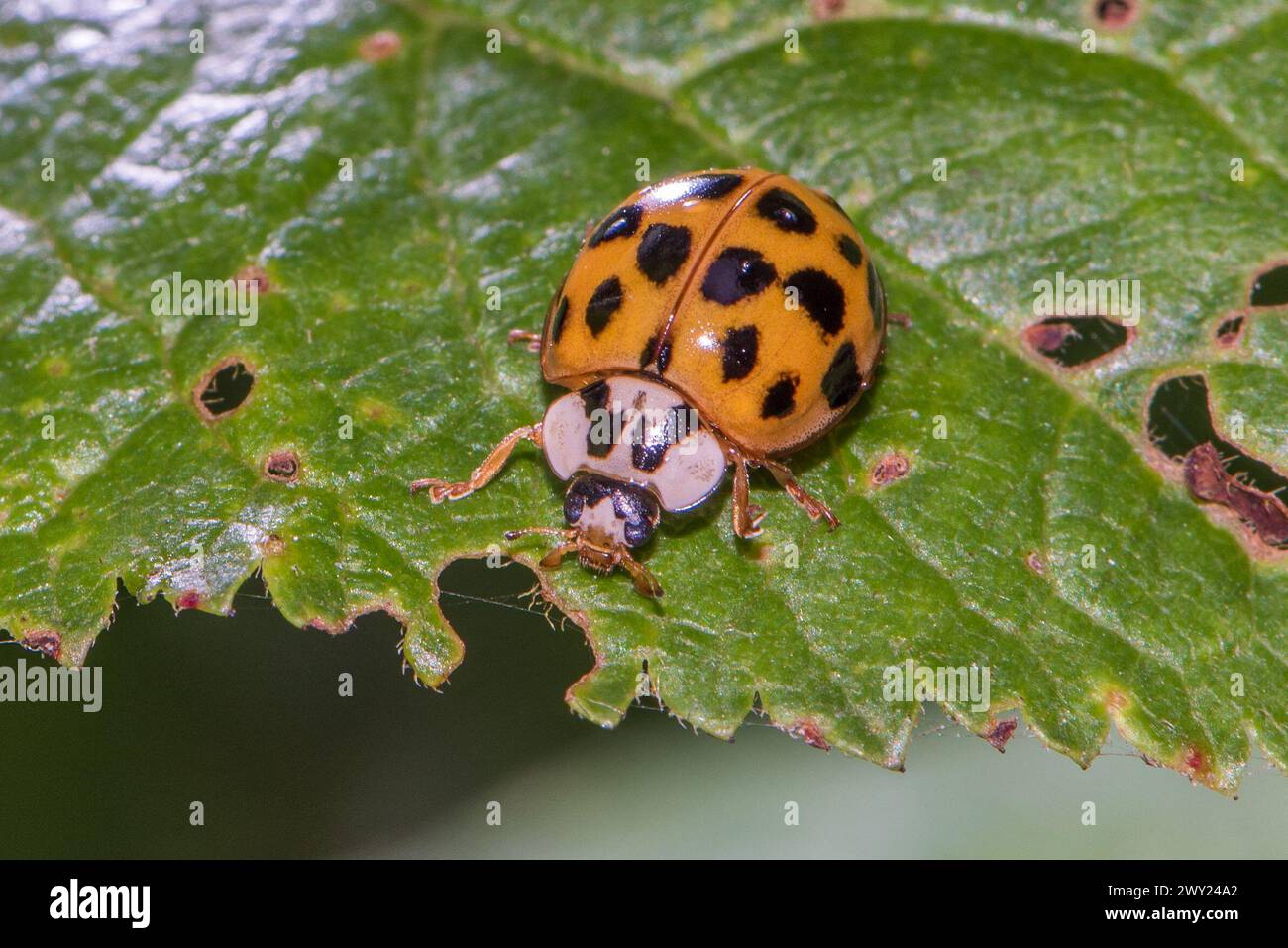 Paris, France. 03rd Apr, 2024. Various views of the Asian lady beetle ( Harmonia axyridis) ( Coccinelle Asiatique) also known as harlequin, Asian, or multicoloured Asian lady beetle is a ladybug specie now considered an invasive specie on a global scale. Paris Area, France on summer 2023 Photo by Christophe Geyres/ABACAPRESS.COM Credit: Abaca Press/Alamy Live News Stock Photo
