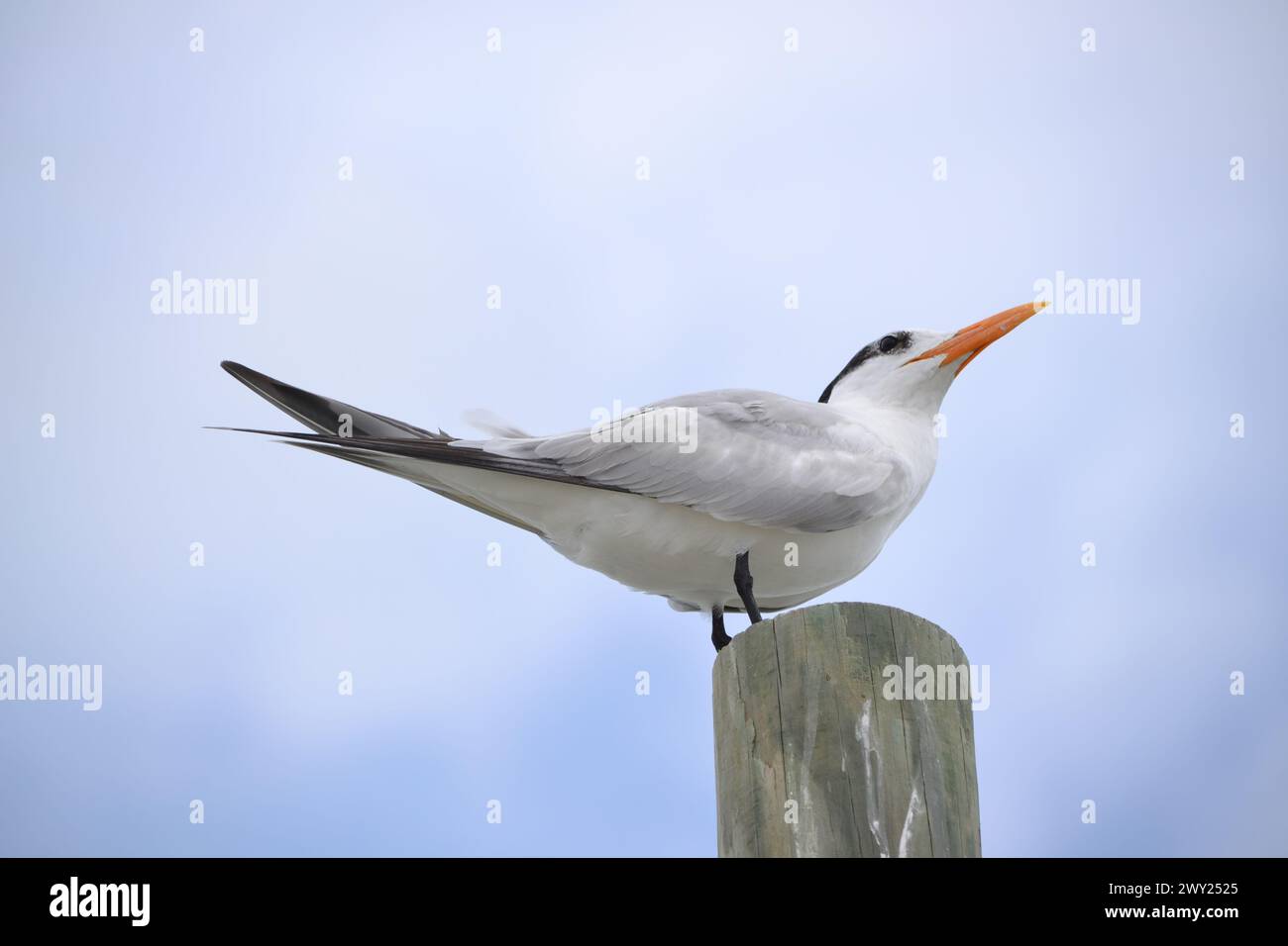 Royal Tern perched atop of a wooden pole, head raised, yellow beak contrasting a hazy blue clouded sky, oriented right, Ponce Inlet, Beach, Florida. Stock Photo