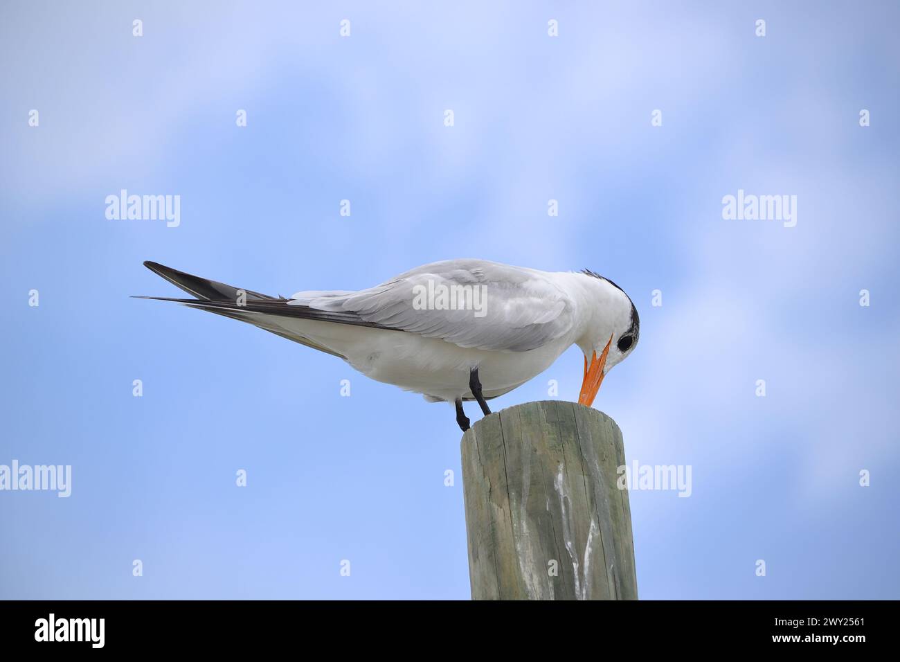 A Royal Tern perches atop a wooden pole piling, its head and beak tilted downward against the backdrop of a hazy, clouded sky at Ponce Inlet, Beach FL Stock Photo