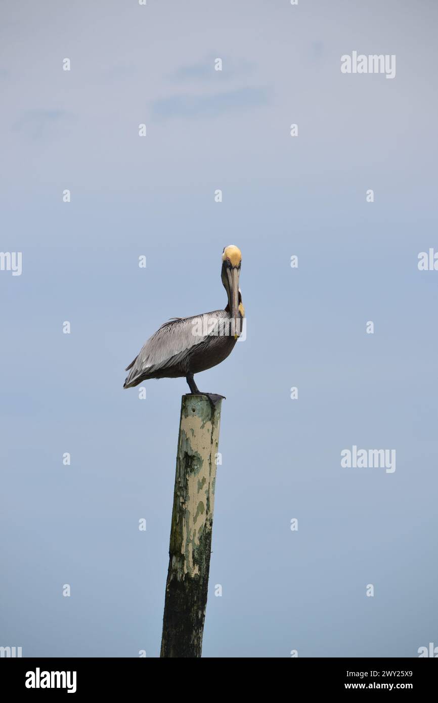 A pelican perches atop a wooden pole, its gaze forward, against the hazy blue backdrop of the sky at Ponce Inlet, Jetty Beach in Florida. Stock Photo