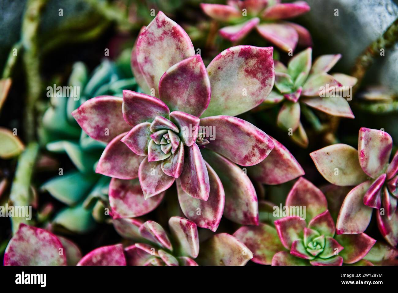 Close up of succulent plant, Aviero, Portugal, Europe Stock Photo