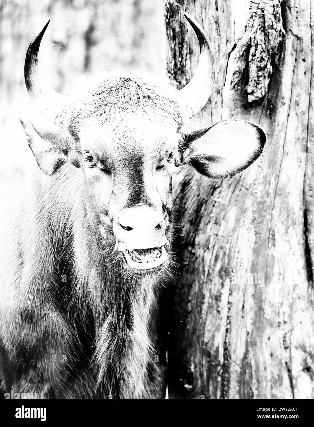 Gaur or Indian Bison, Bos gaurus, in Kabini reserve. India Stock Photo