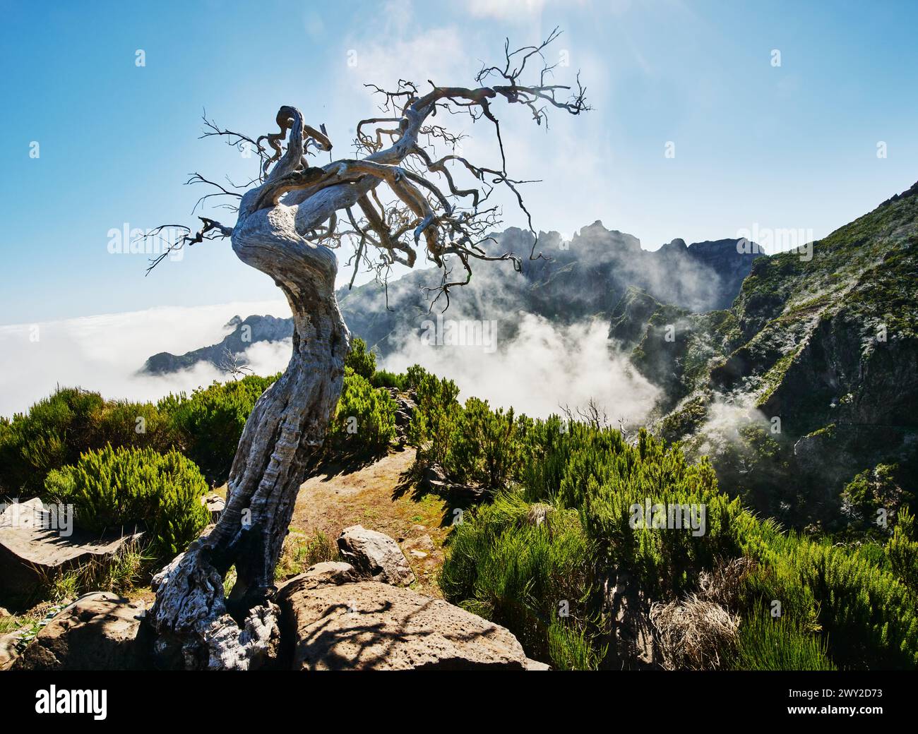 tree on the top of mountain, PR1 trail,  Pico do Arierio To Pico Ruivo Hike, On Madeira Island, Portugal, Europe Stock Photo