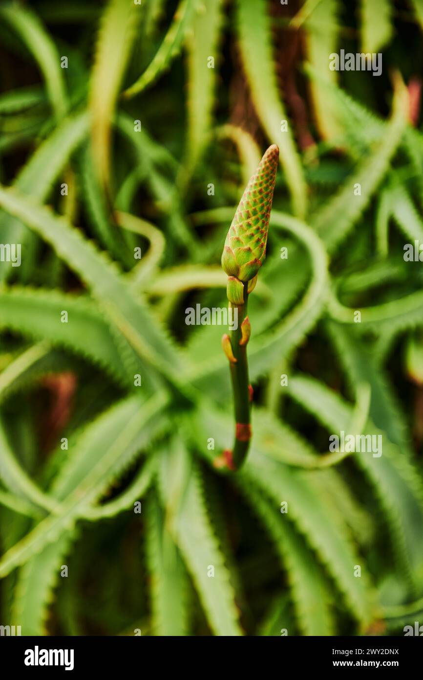 Aloe elgonica hi-res stock photography and images - Alamy