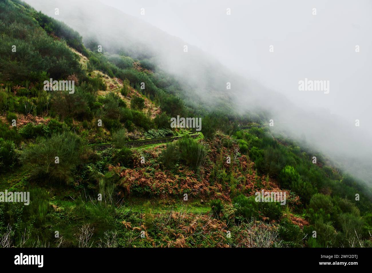 Landscape of Fanal Forest, Madeira, Portugal, Europe Stock Photo
