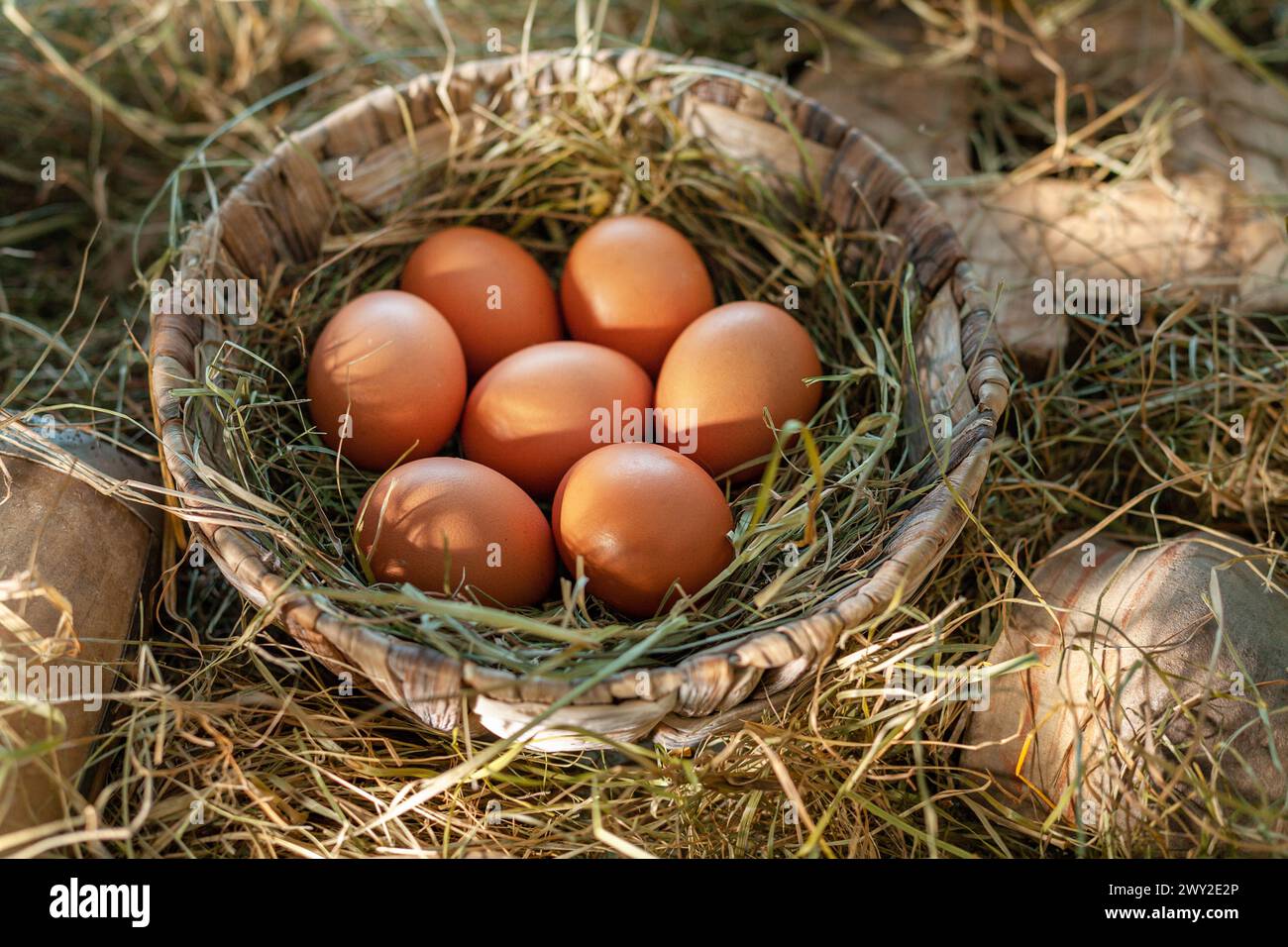 Brown chicken eggs in the straw nest in the chicken coop Stock Photo ...