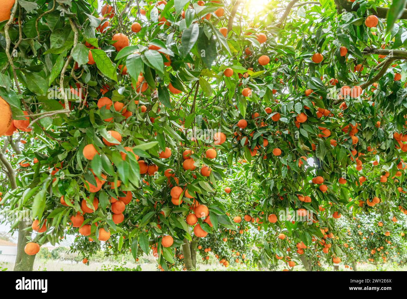 Tangerine Tree Ripe Tangerine tree or Citrus tangerina completely covered with ripe fruits ...