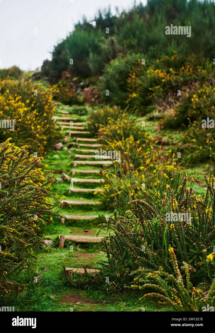 Hike through Fanal Forest, Madeira, Portugal, Europe Stock Photo