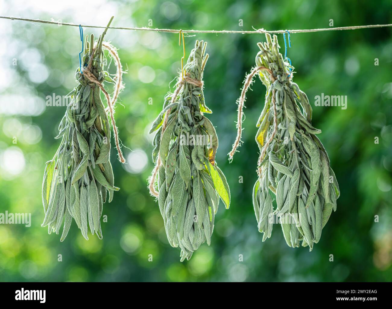 Bunch of  green sage leaves drying on air. Herbs for medicine, aromatherapy and fumigation. Stock Photo