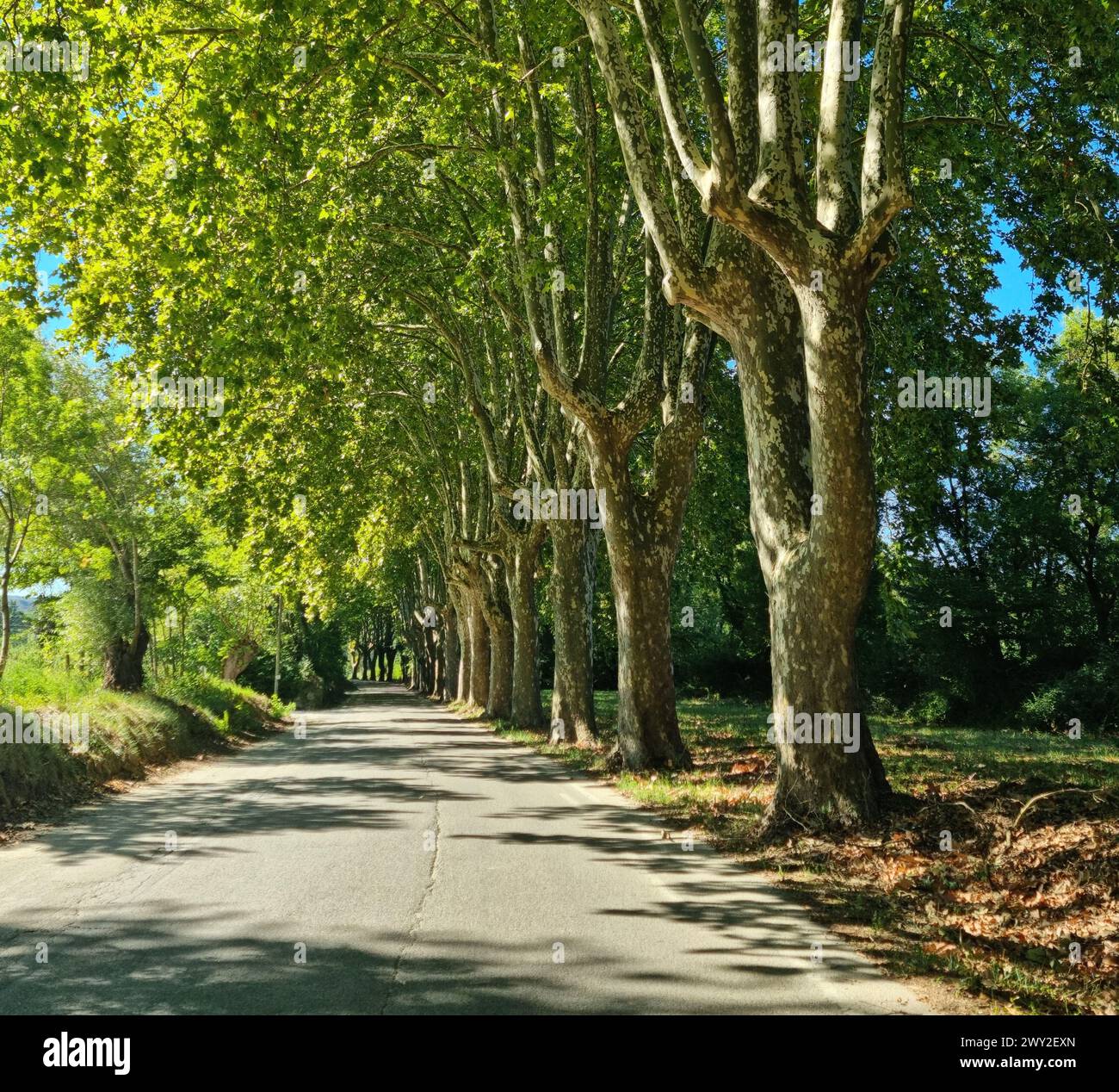 Platanus tree crowns form arche over rural road in France. Road trip in western France. Stock Photo