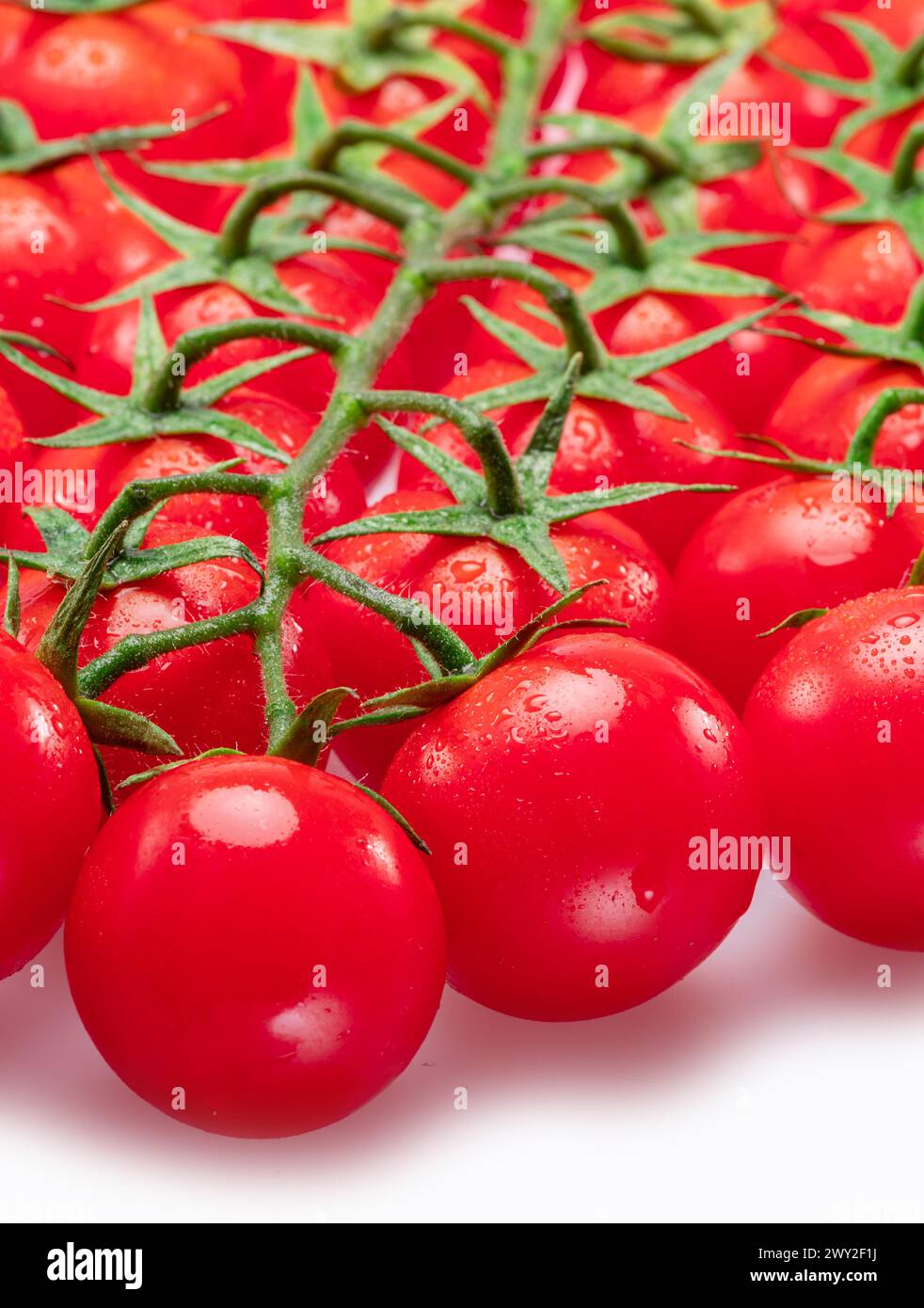 Lot of red cherry tomato branches covered with small water drops ...