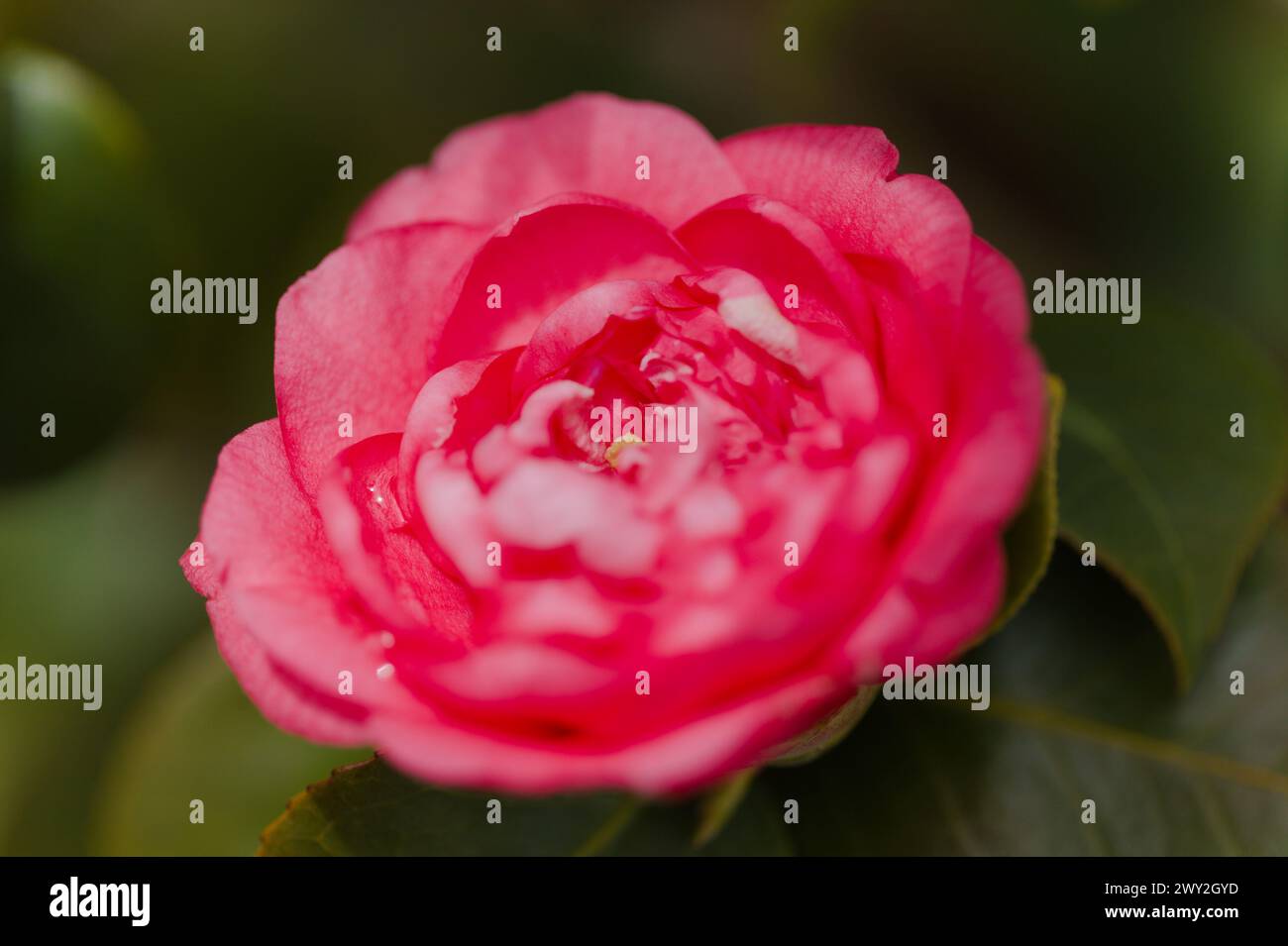 Japanese camellia variety hi-res stock photography and images - Alamy