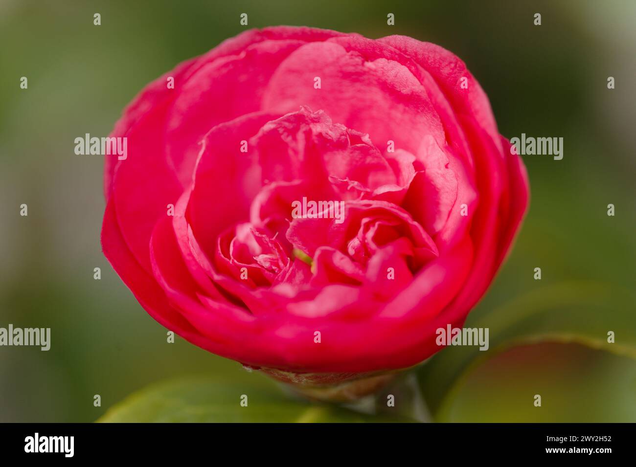 Japanese camellia variety hi-res stock photography and images - Alamy