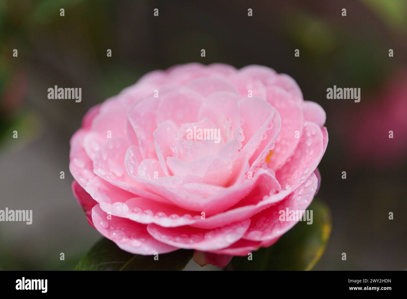 Japanese camellia variety hi-res stock photography and images - Alamy
