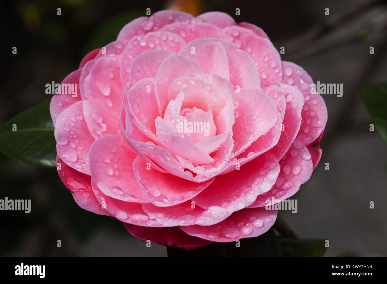 Japanese camellia variety hi-res stock photography and images - Alamy