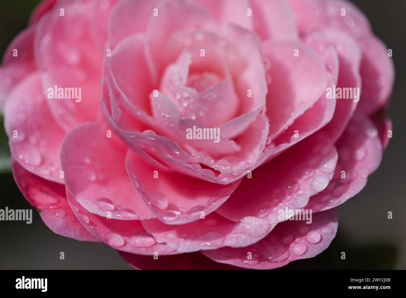 Japanese camellia variety hi-res stock photography and images - Alamy
