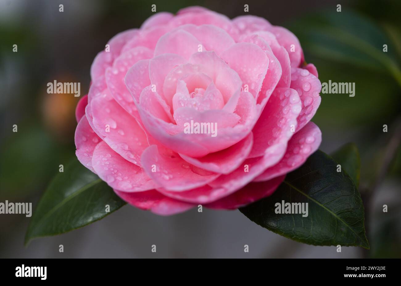 Japanese camellia variety hi-res stock photography and images - Alamy