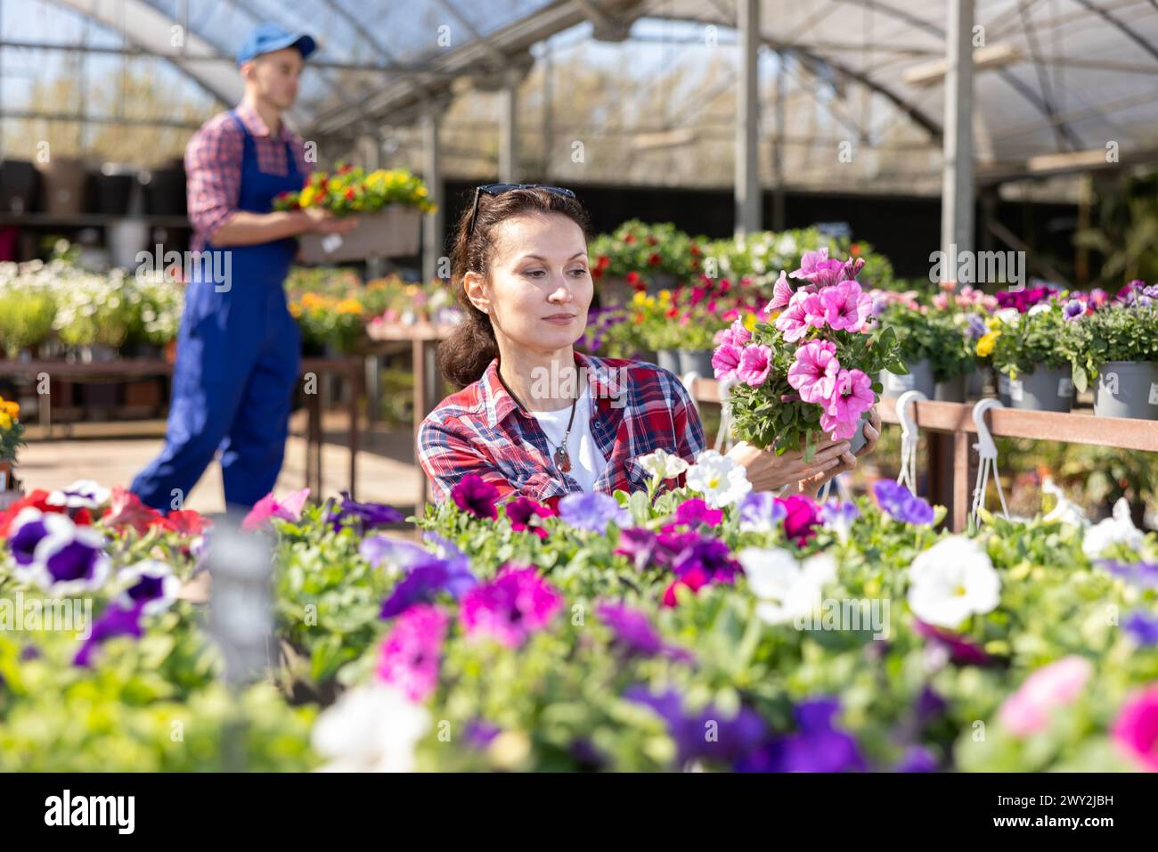 Adult woman choosing petunia in flower shop Stock Photo - Alamy