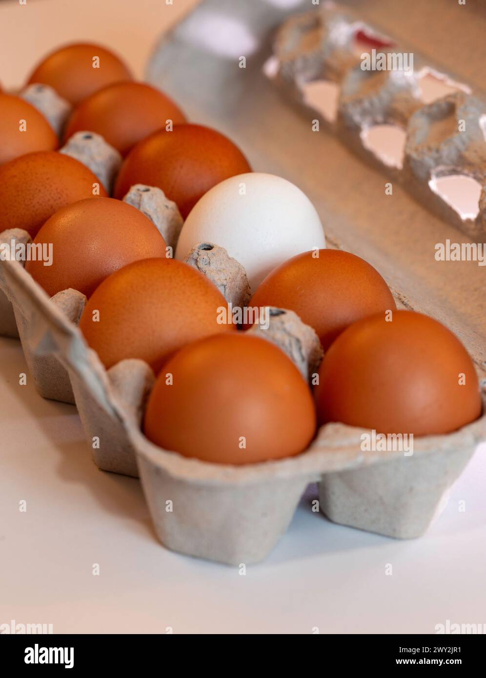 Still life of dozen brown eggs in a carton with one white egg, 2025
