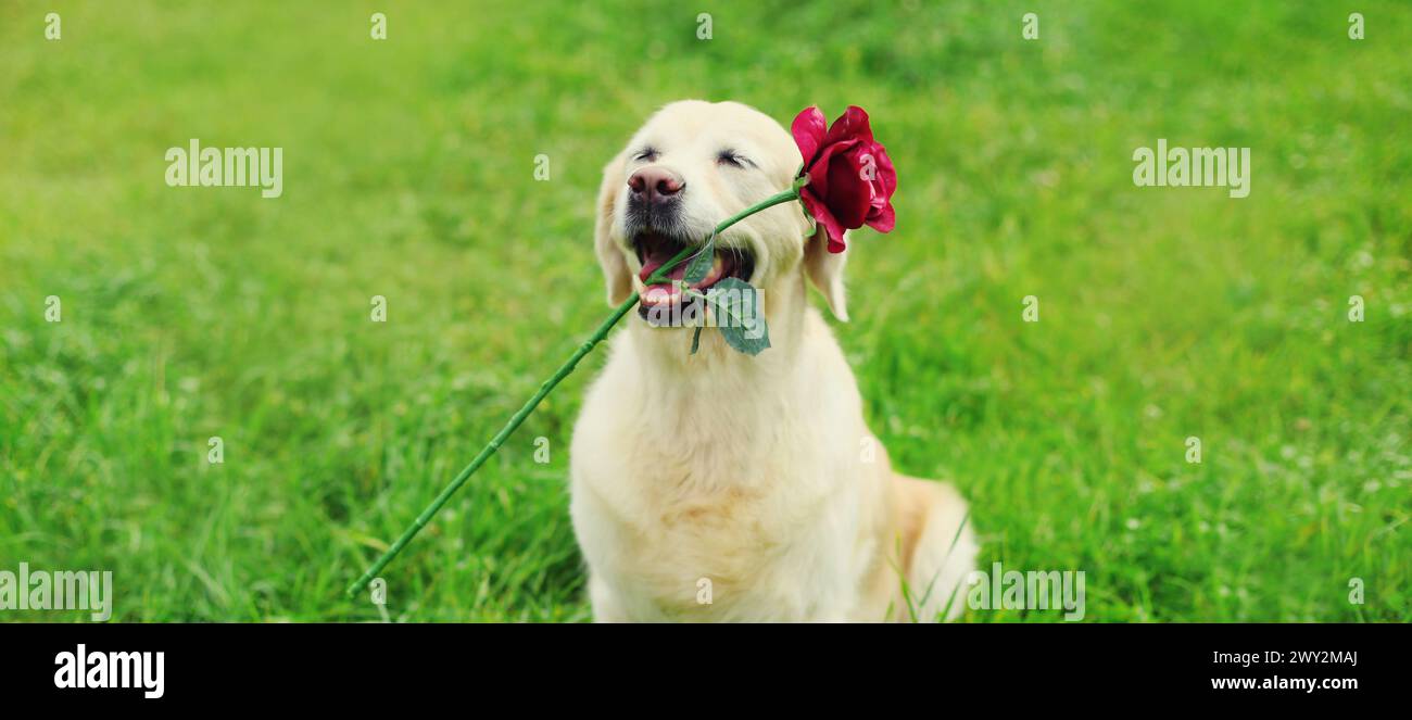 Portrait of Golden Retriever dog holding flower rose in mouth in summer ...