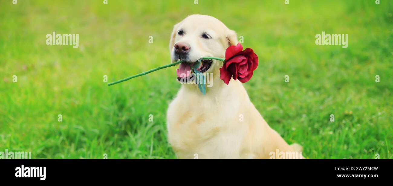 Portrait of Golden Retriever dog holding flower rose in mouth in summer ...