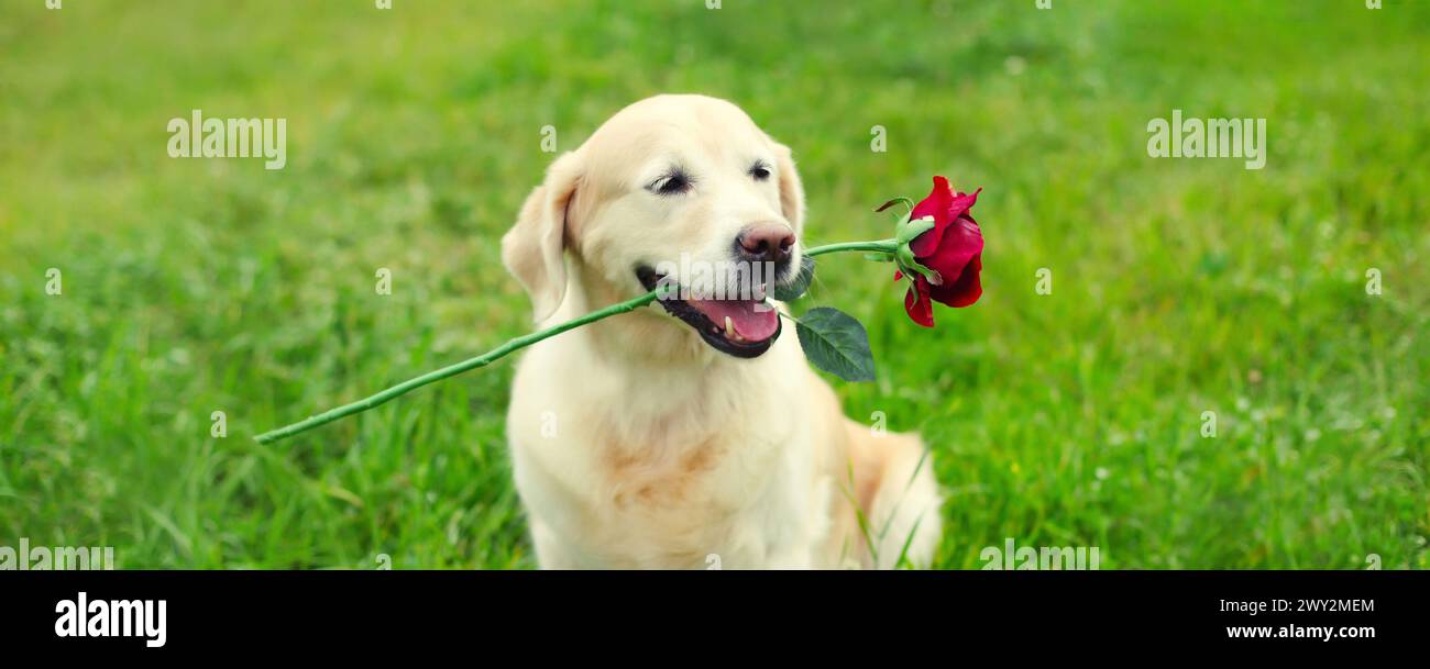 Portrait of Golden Retriever dog holding flower rose in mouth in summer ...