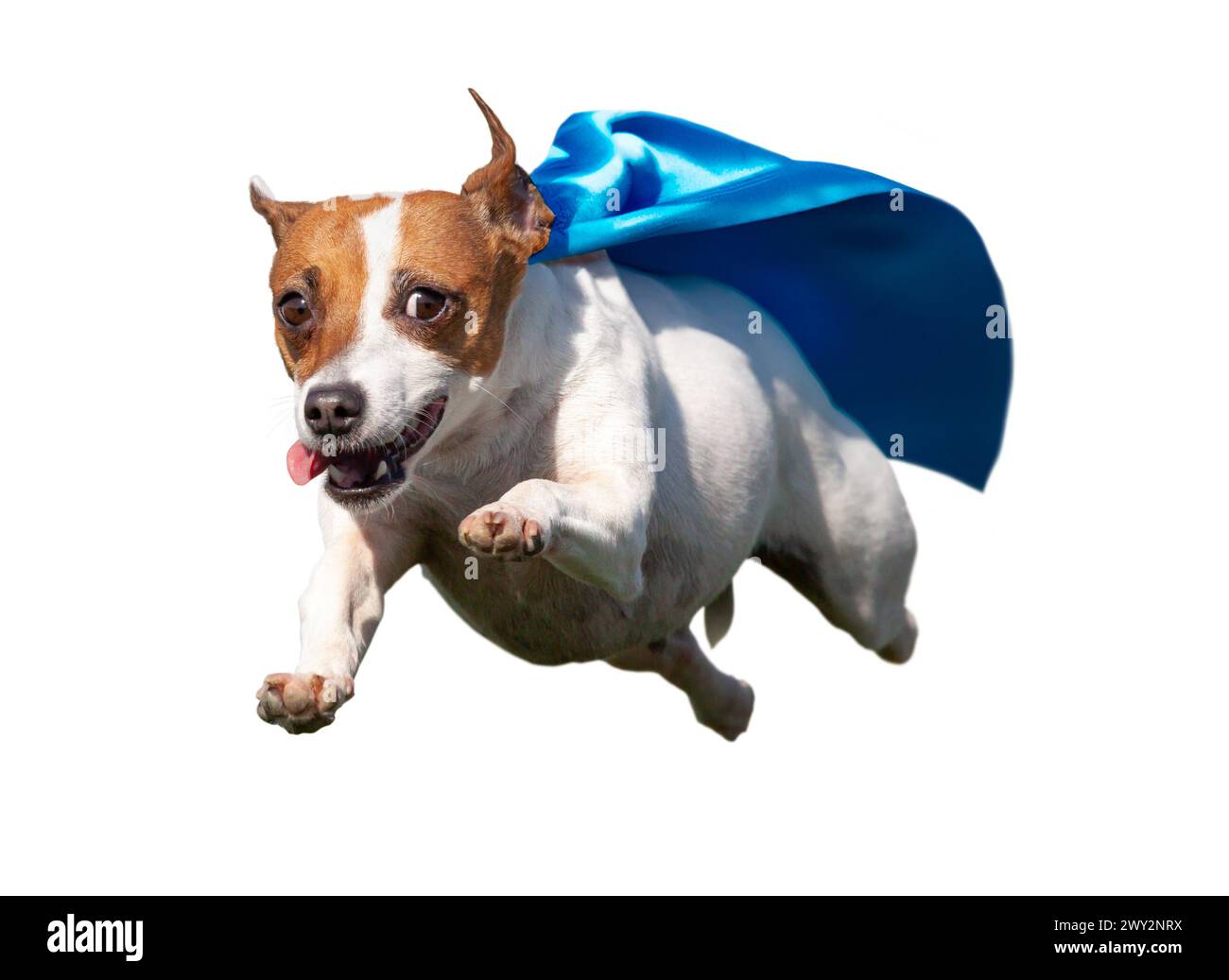 Happy Flying Jack Russell Terrier Puppy Dog with Blue Cape Flying Up in The Air. Transparent  PNG. Stock Photo