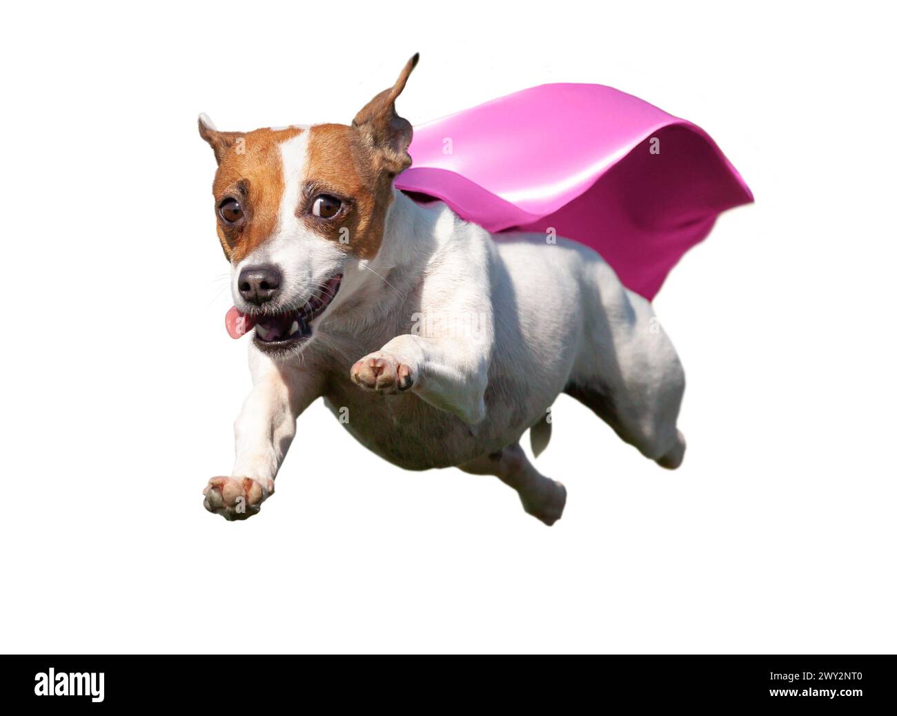 Happy Flying Jack Russell Terrier Puppy Dog with Pink Cape Flying Up in The Air. Transparent  PNG. Stock Photo