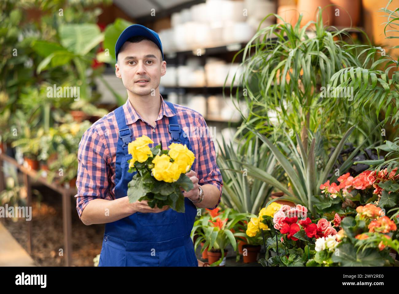 Portrait of male greenhouse worker holding a yellow begonia flower in hands Stock Photo