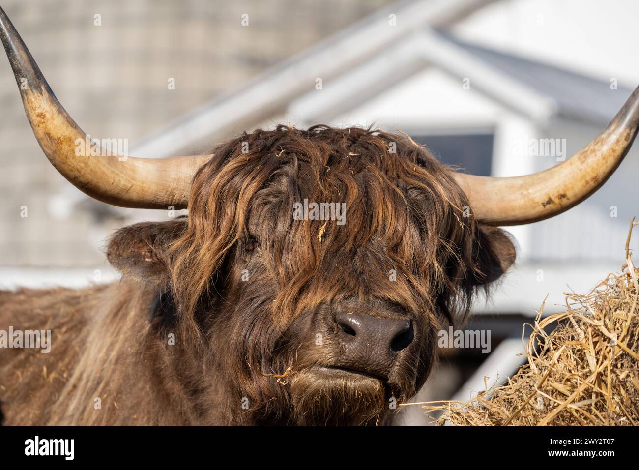 Close-up of Highland Cattle eating hay on farm in Lancaster County, Pennsylvania Stock Photo