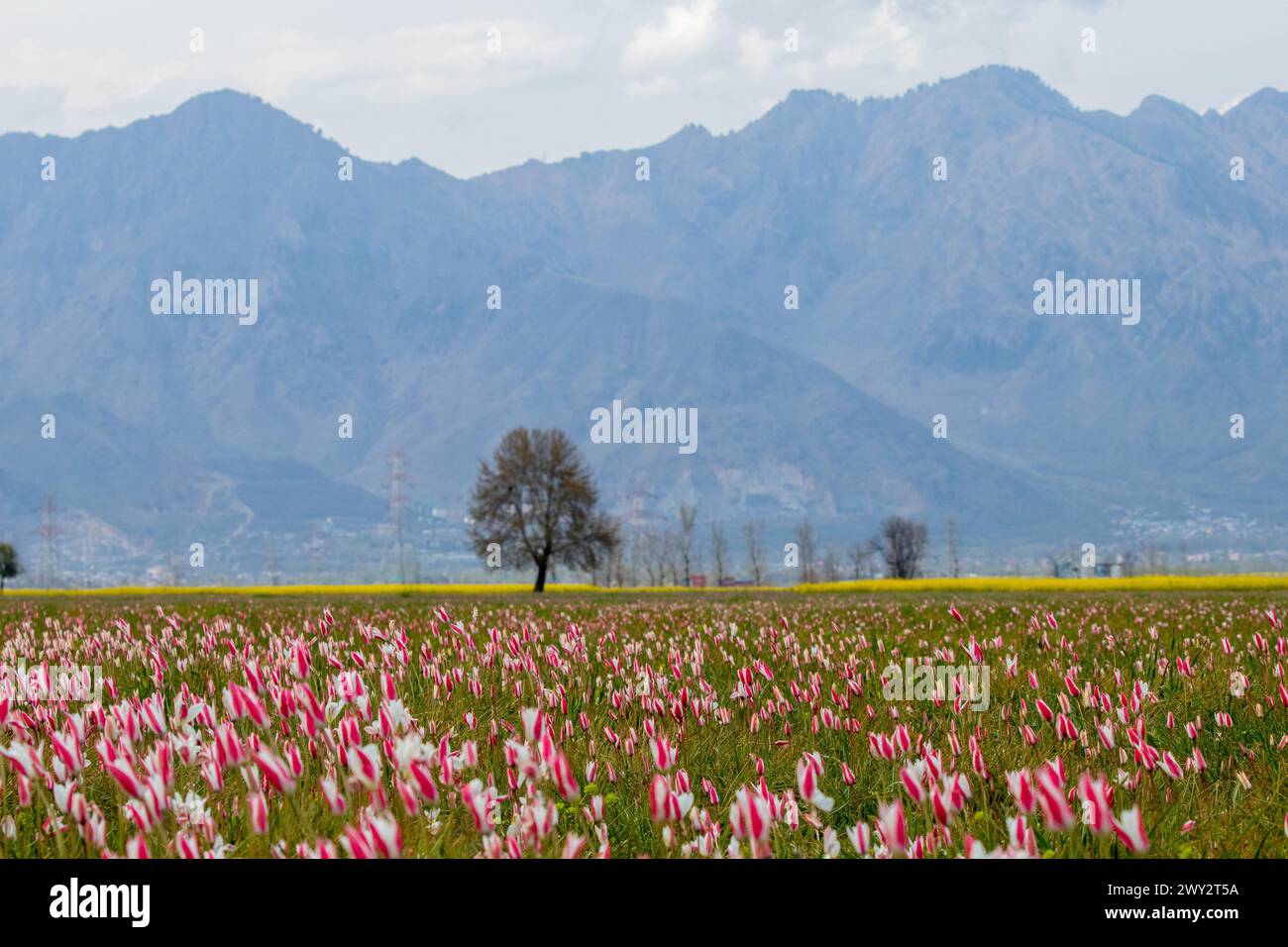 Srinagar, Jammu And Kashmir, India. 3rd Apr, 2024. General view of wild