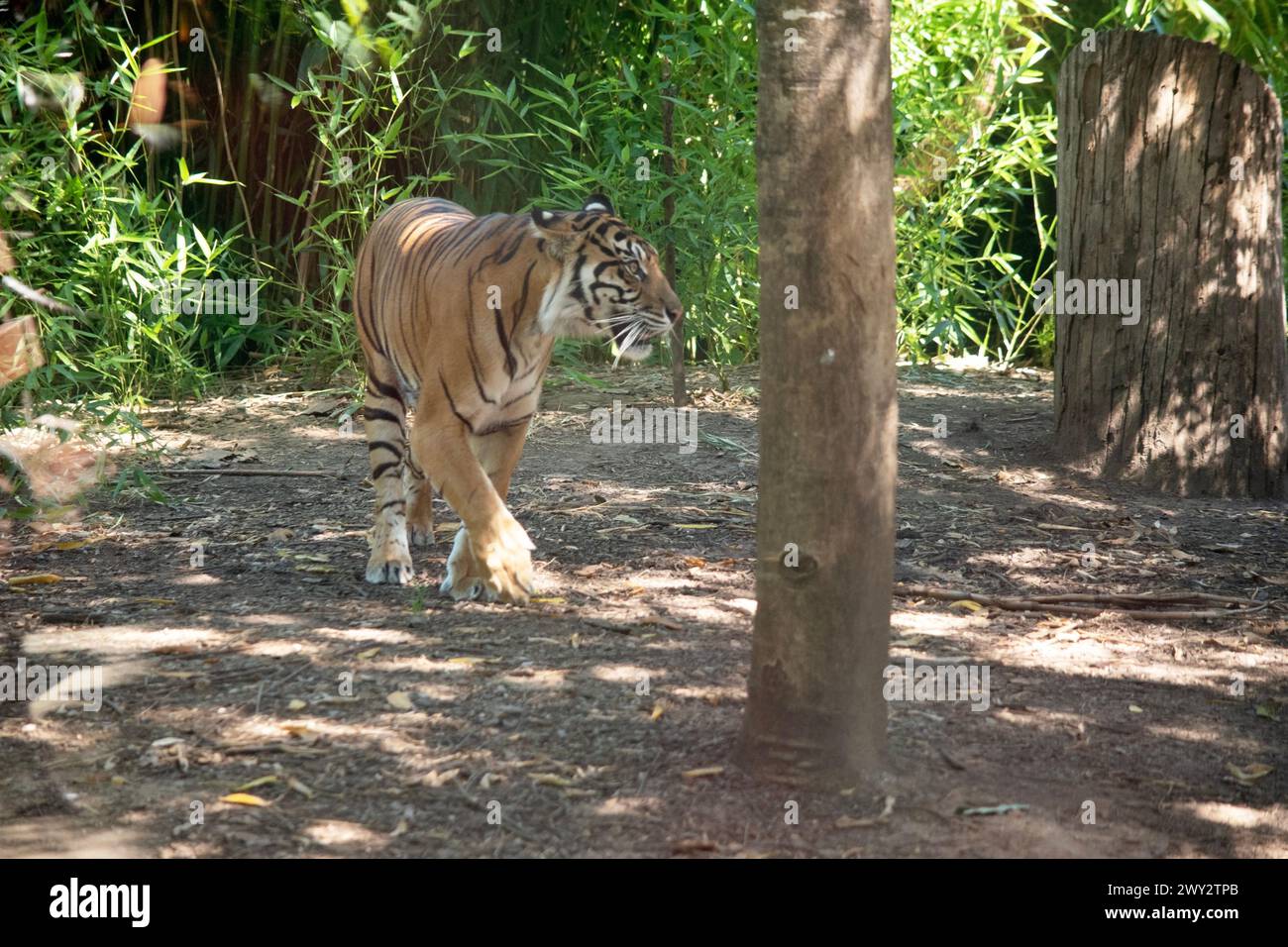 Tigers are powerful hunters with sharp teeth, strong jaws and agile