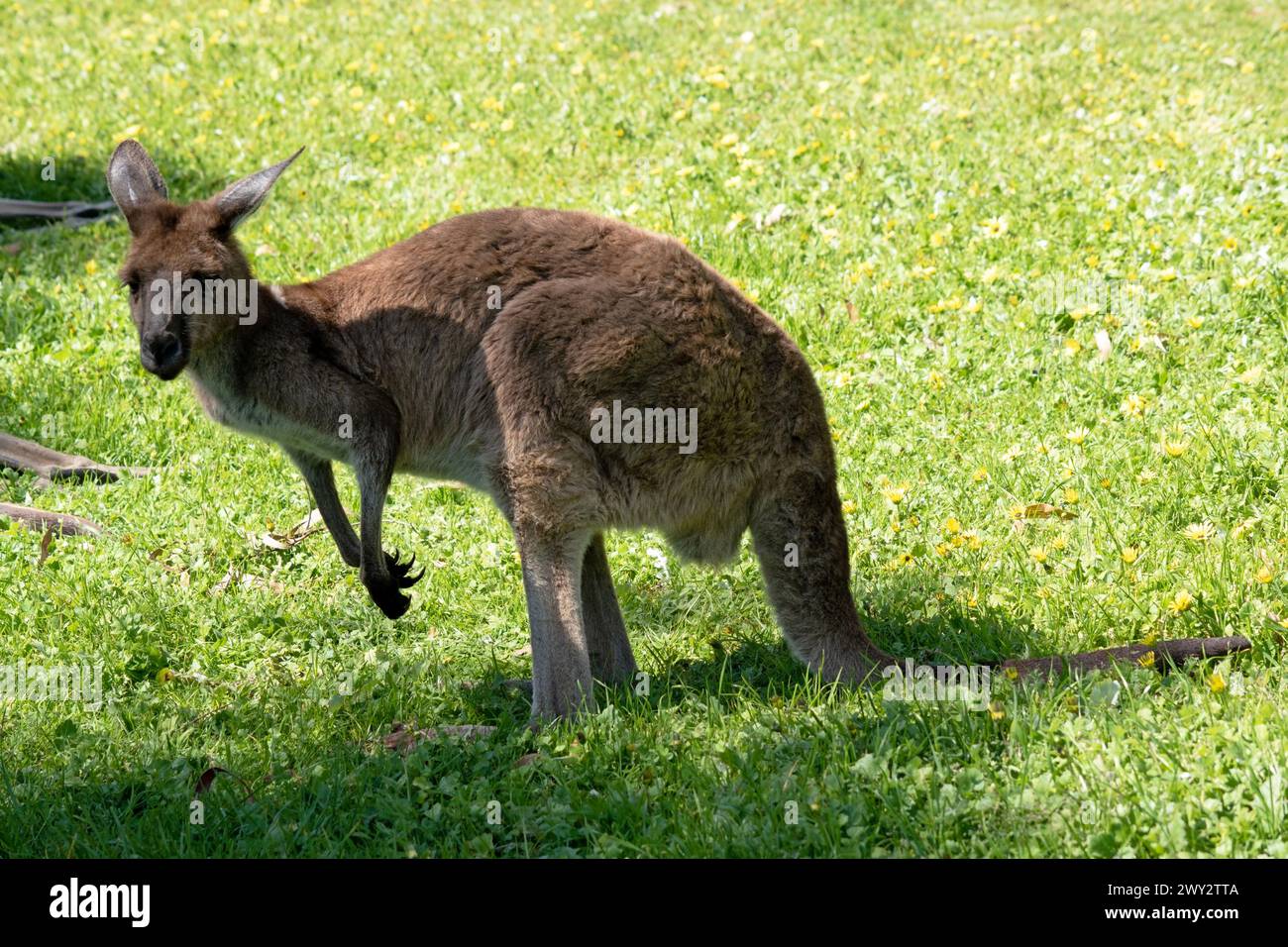 this is a side view of a western grey kangaroo Stock Photo