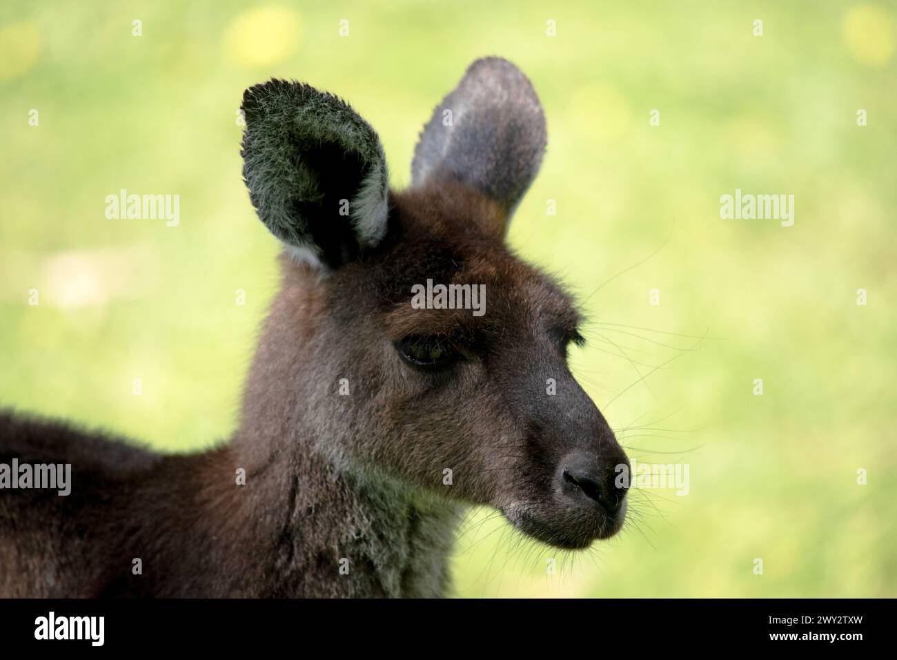 this is a close up of a western grey kangaroo Stock Photo