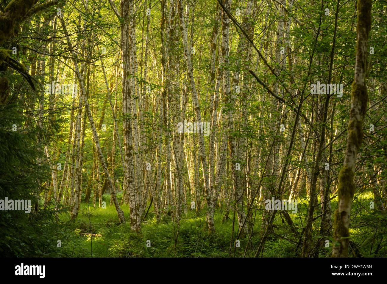 Thick green forest vegetation fills hi-res stock photography and images ...