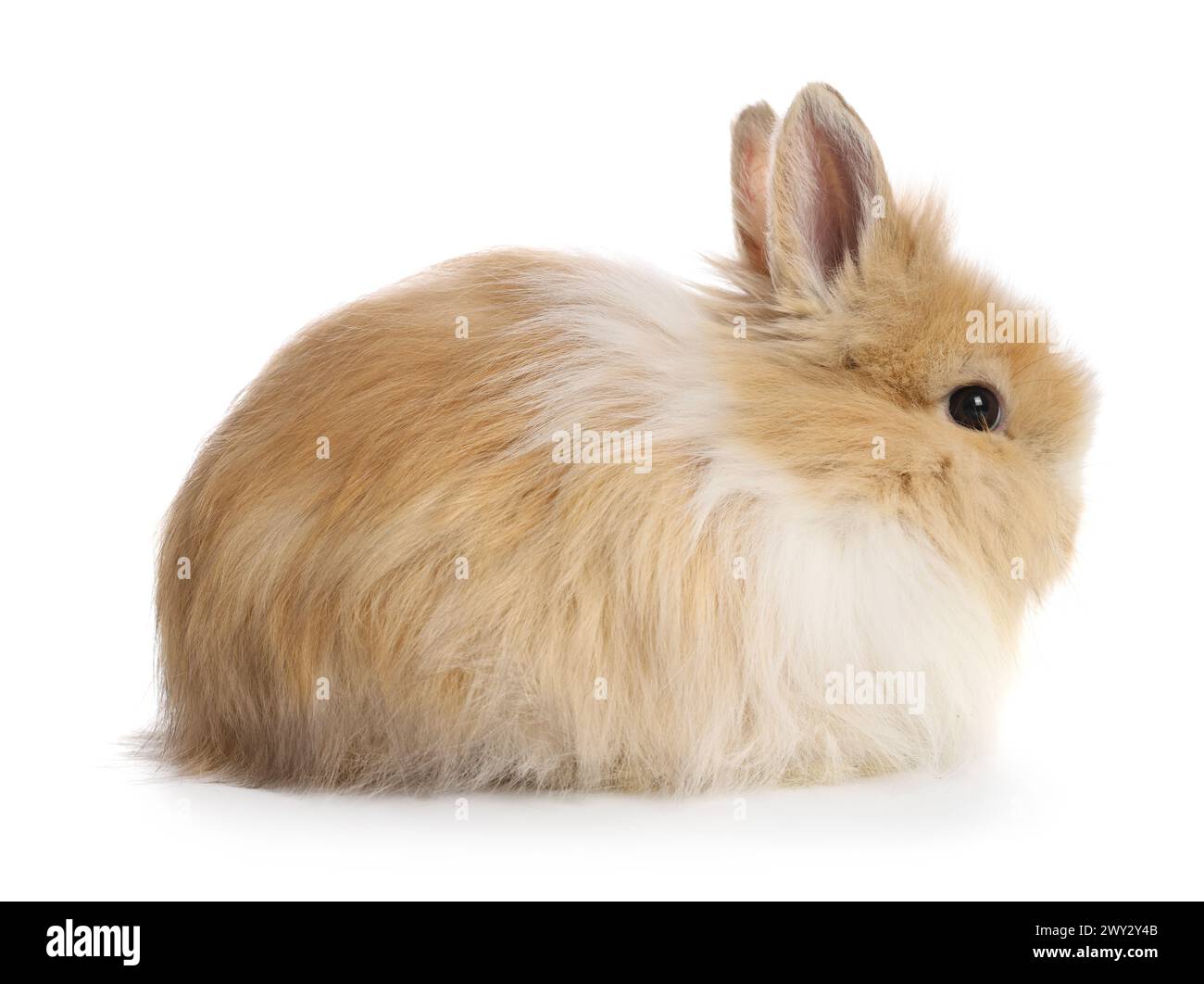 Cute fluffy pet rabbit isolated on white Stock Photo - Alamy
