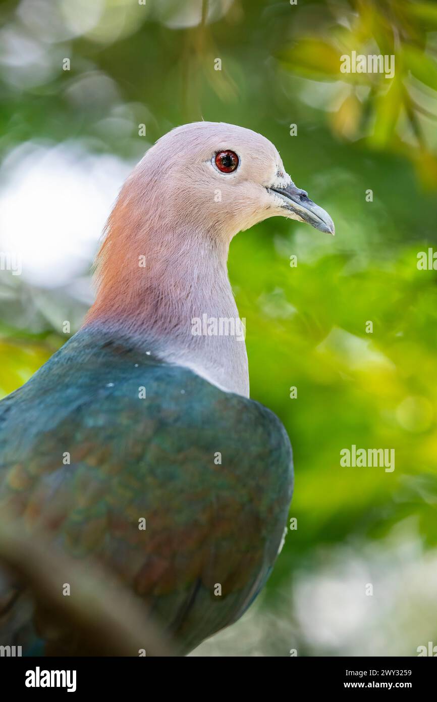 The chestnut-naped imperial pigeon (Ducula aenea paulina). It is subspecies of Green imperial pigeon from Celebes Indonesia. Stock Photo
