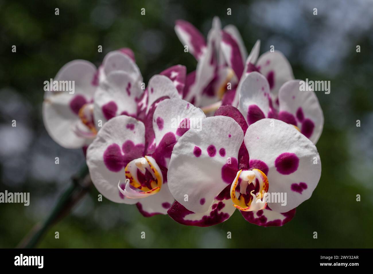 White, purple, and yellow orchid flowers, Phalaenopsis Stock Photo