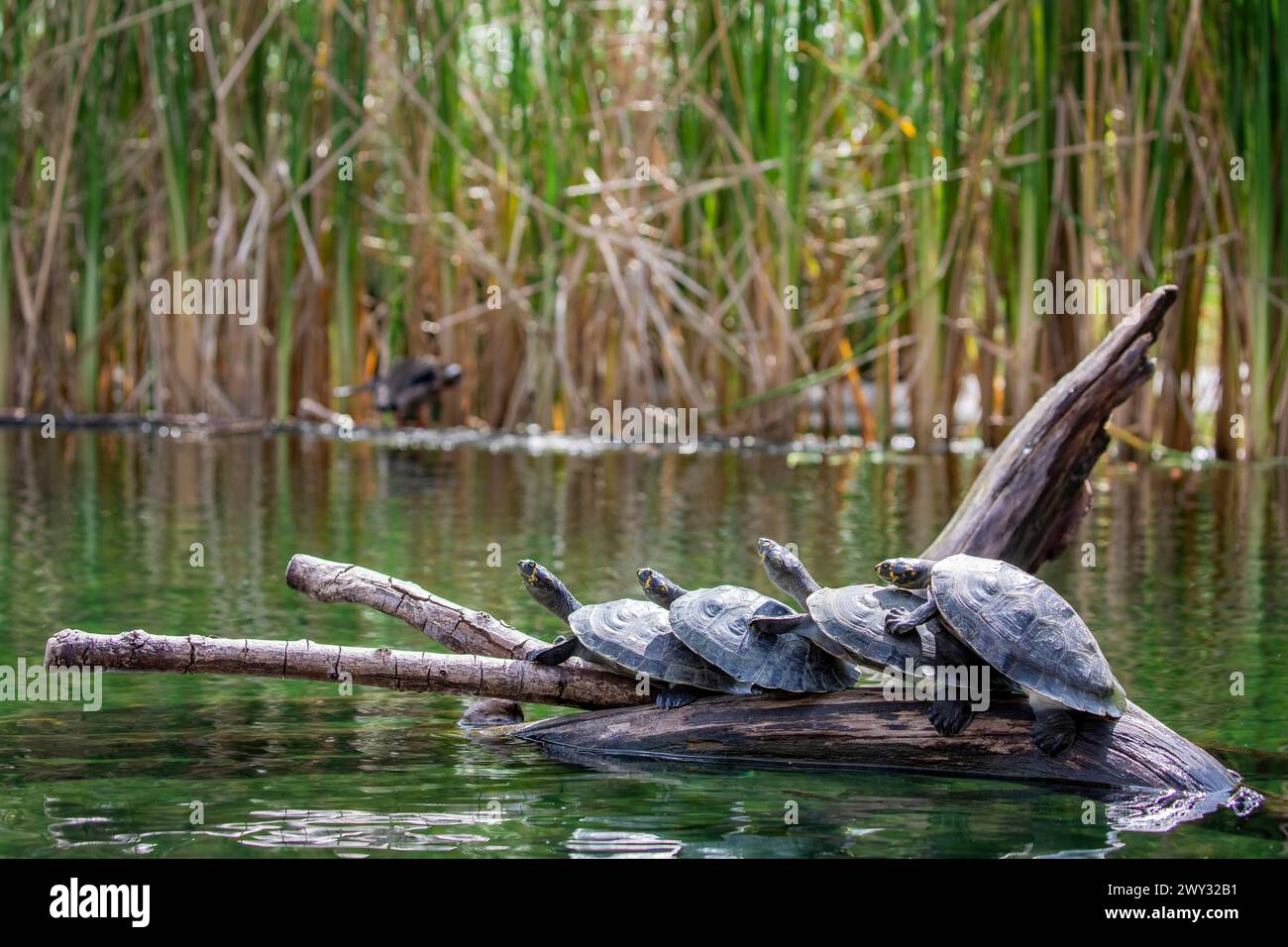 The yellow-spotted Amazon river turtle(Podocnemis unifilis).   One of the largest South American river turtles. Stock Photo