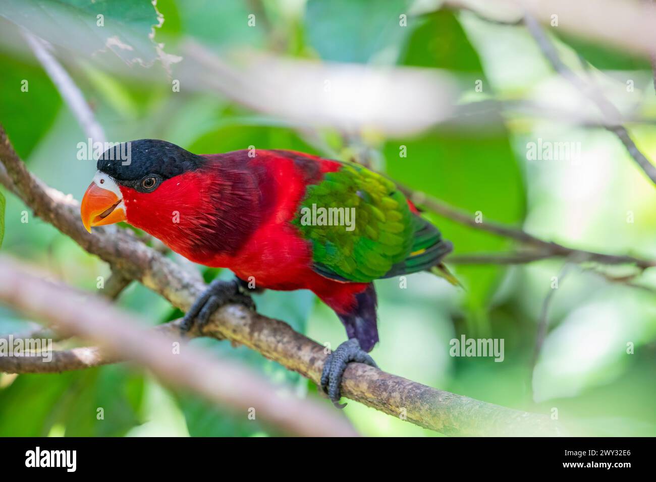 The purple-bellied lory (Lorius hypoinochrous) is a species of parrot in the family Psittaculidae. It is endemic to Papua New Guinea. Stock Photo