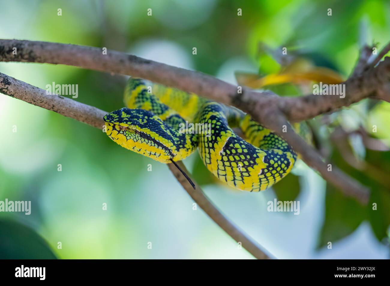 Wagler's pit viper (Tropidolaemus wagleri)  in temple of the Azure Cloud in Penang Malaysia. It is a species of venomous snake Stock Photo