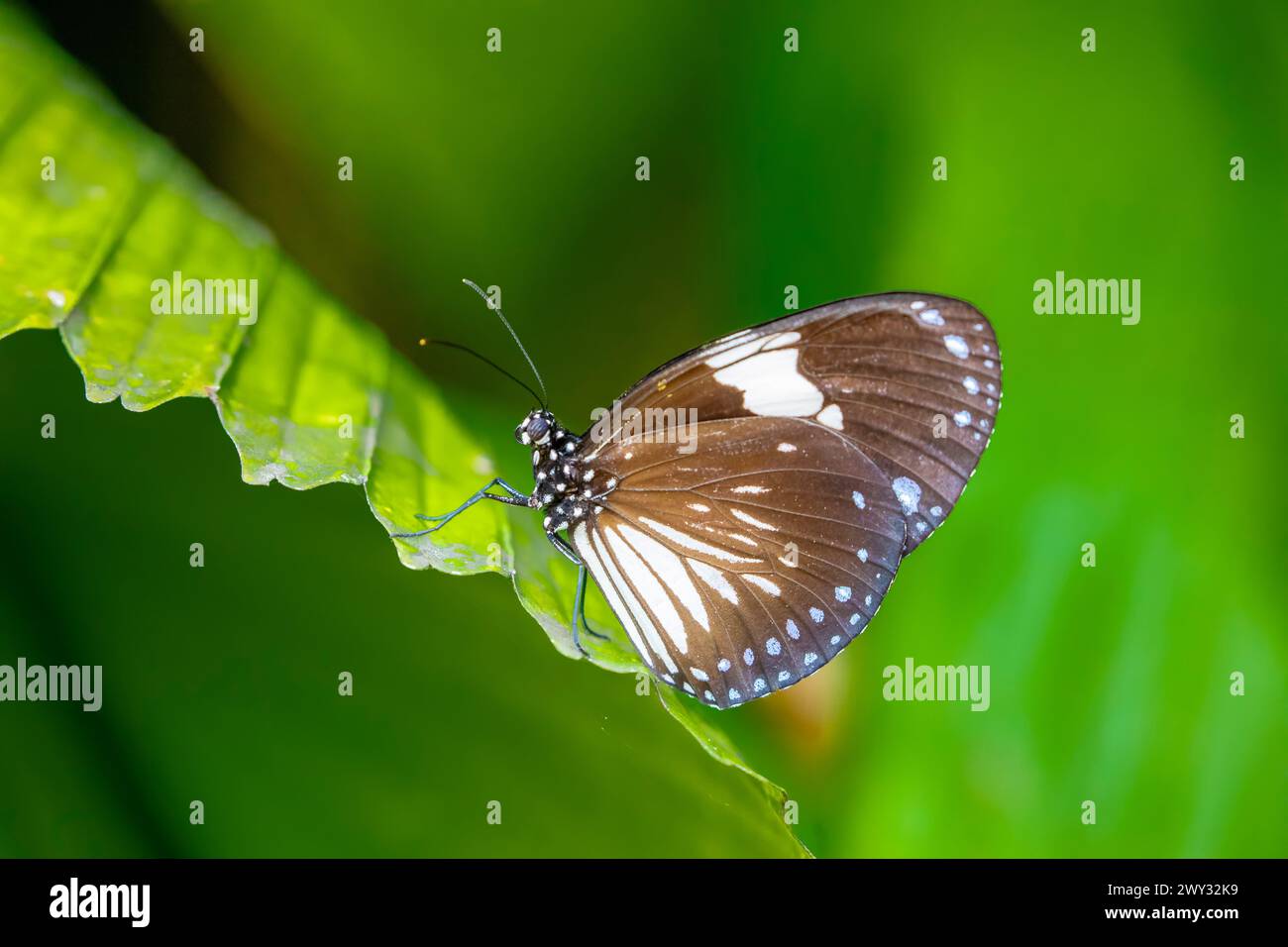 Penang insect hi-res stock photography and images - Alamy