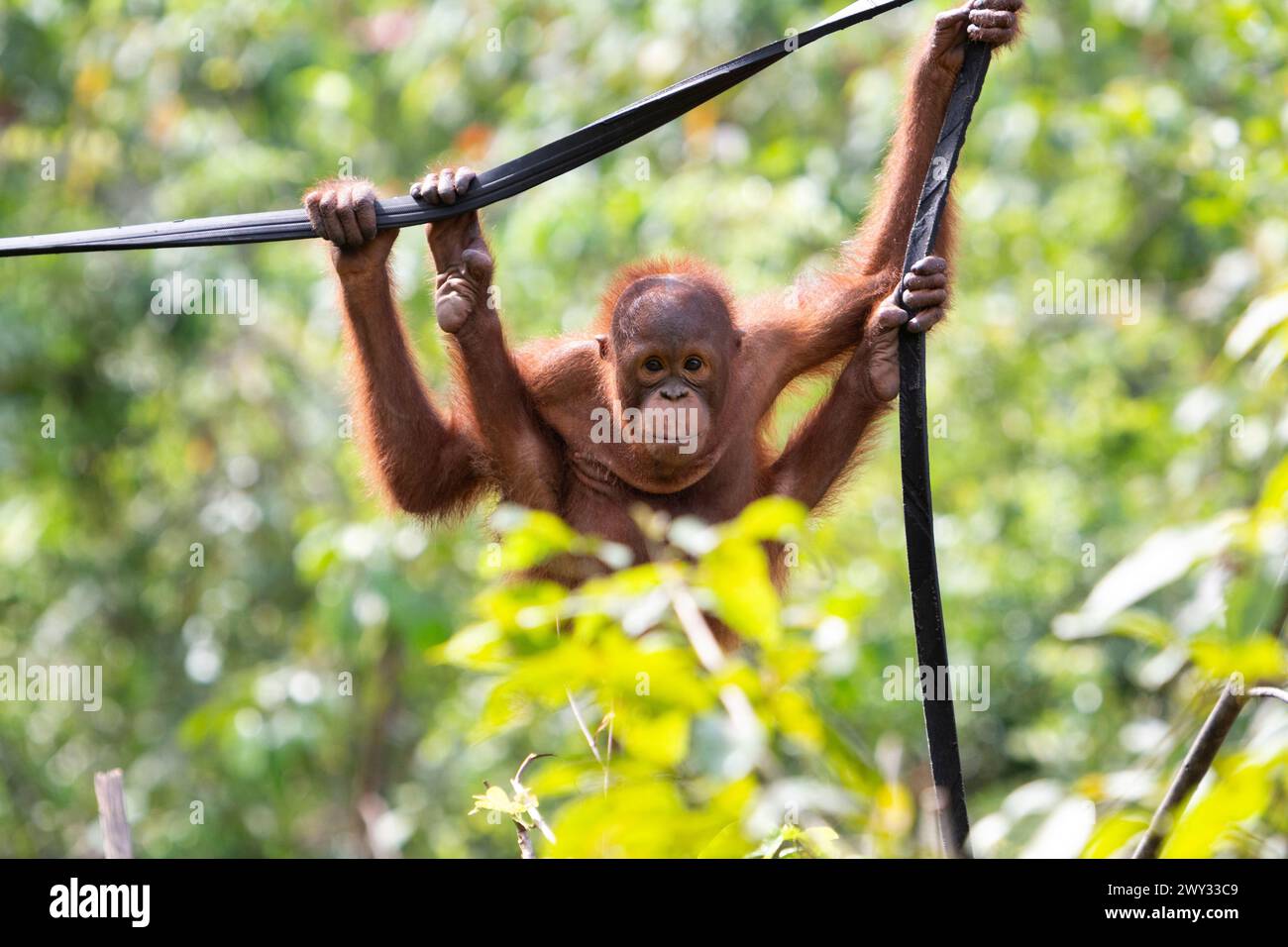 Orangutan at Borneo Orangutan Survival (BOS) Foundation, East ...
