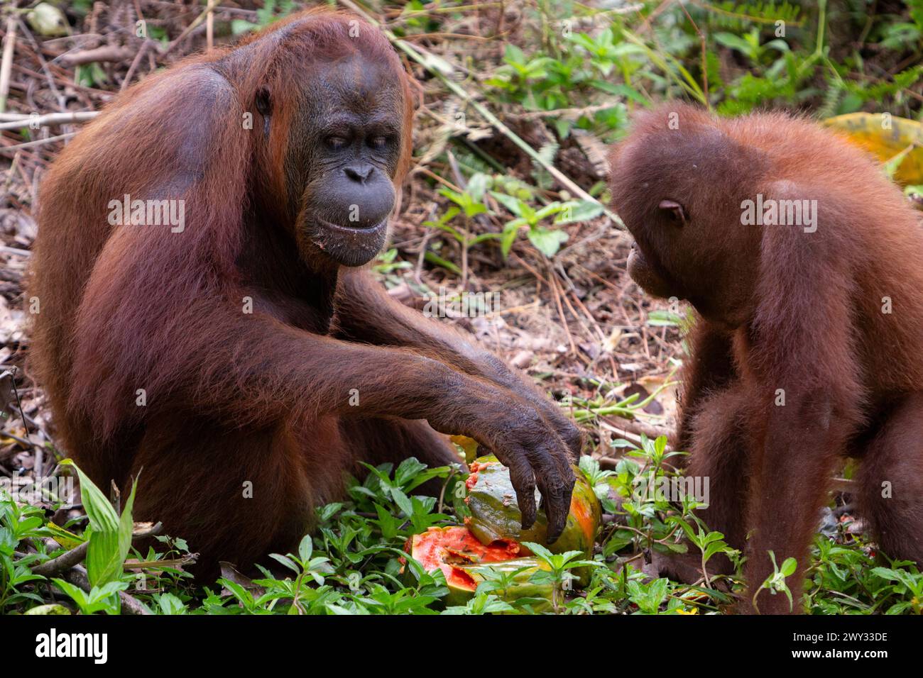 Orangutan at Borneo Orangutan Survival (BOS) Foundation, East ...