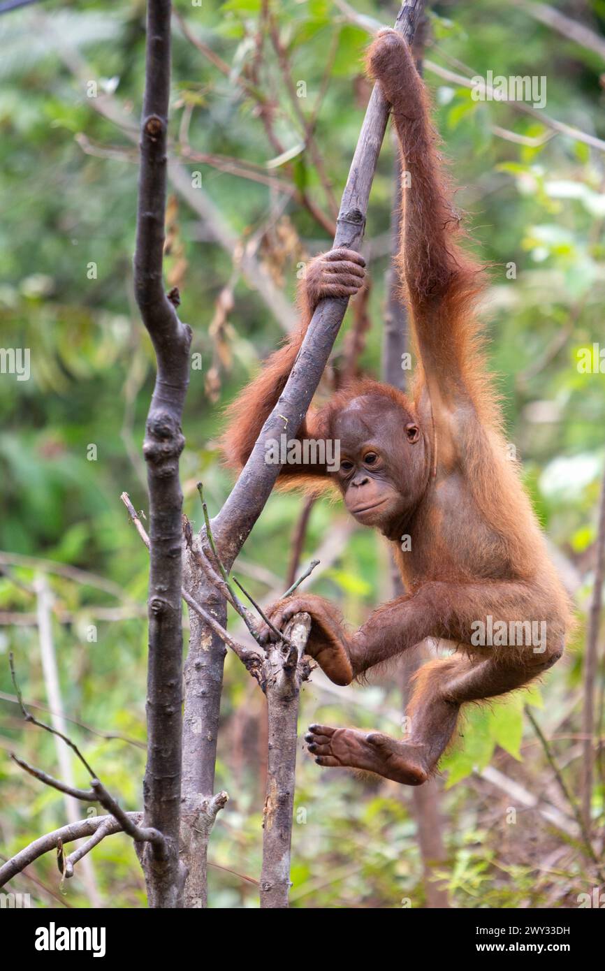 Orangutan at Borneo Orangutan Survival (BOS) Foundation, East ...