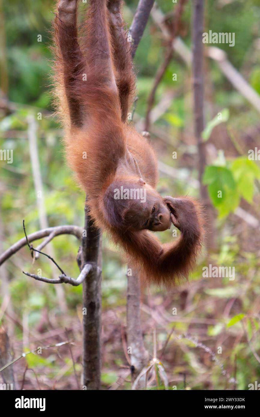 Orangutan at Borneo Orangutan Survival (BOS) Foundation, East ...
