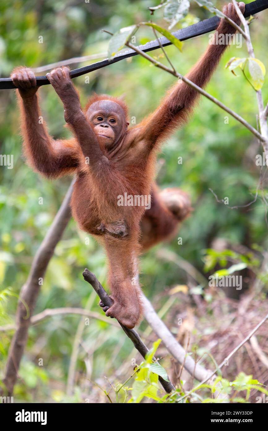 Orangutan at Borneo Orangutan Survival (BOS) Foundation, East Kalimantan, Indonesia. Stock Photo