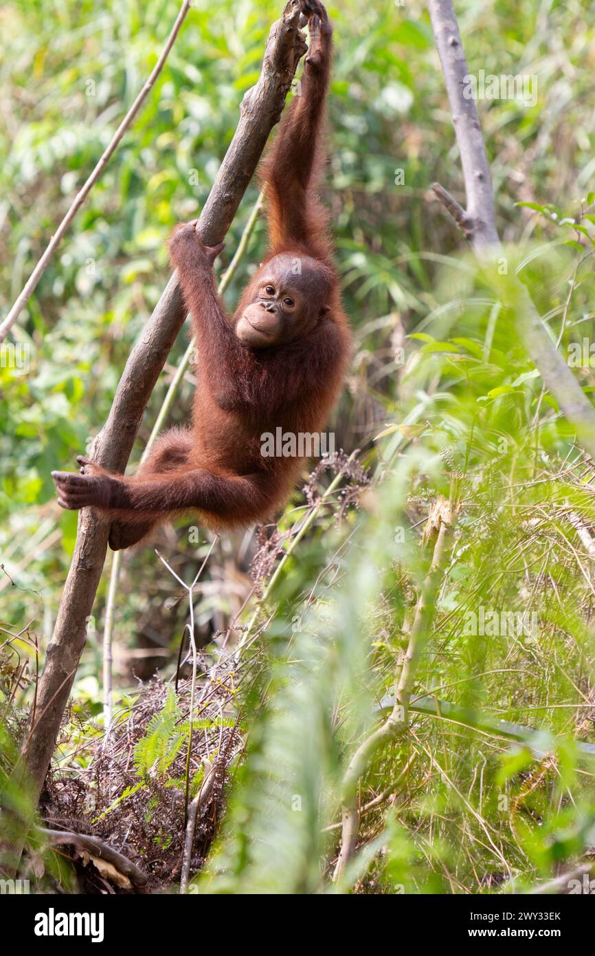 Borneo orangutan survival foundation hi-res stock photography and ...